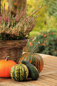 calabaza, frutas, colorido, Color, Deco, naturaleza, otoño