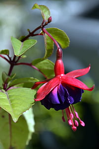 Fuchsia, Blume, Rosa, Blau, natürliche