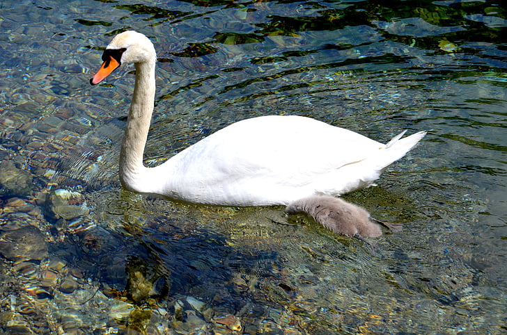 swan, water, animal, bird, water bird