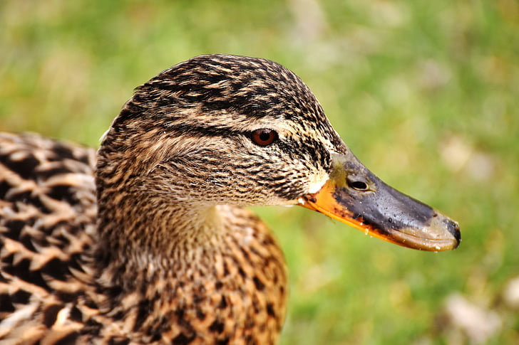 mallard, brown, animal world, plumage, bill, female, swimming duck
