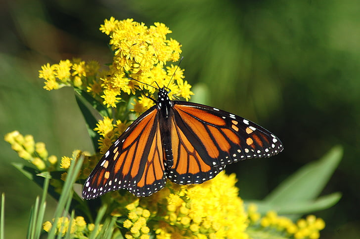 монарх, пеперуда, миграция, монарх пеперуда, насекоми, природата, цветни