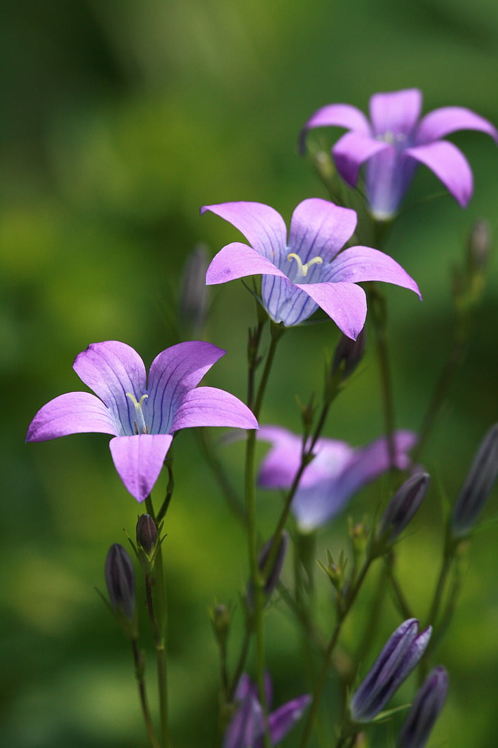 campanes de gat, flors blaves, l'estiu, flor, close-up, flor d'estiu, flor natural