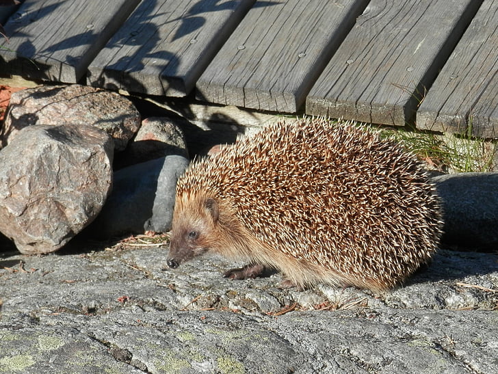 hedgehog, summer, villa