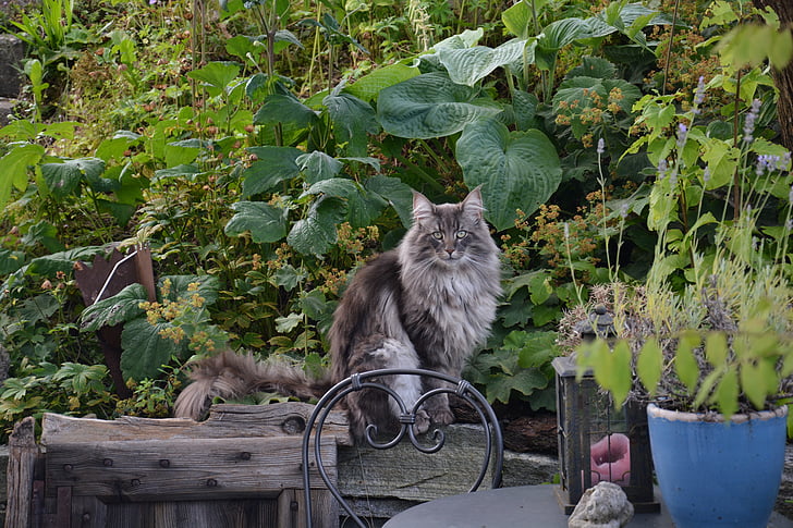 Норвежка горска котка, природата, Градина