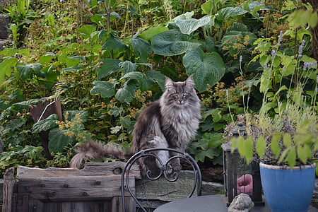 挪威森林猫, 自然, 花园