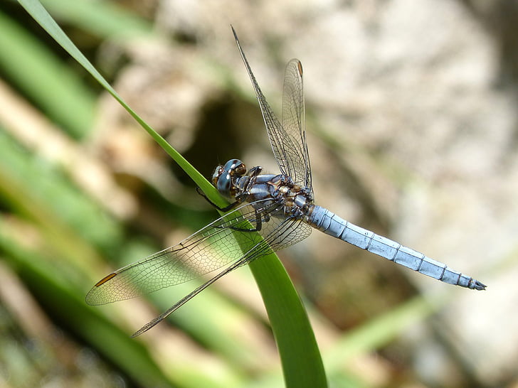 sininen dragonfly, varsi, kosteikko, Orthetrum cancellatum, Dragonfly