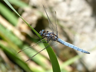 blå dragonfly, stammen, våtmarksområde, orthetrum cancellatum, Dragonfly