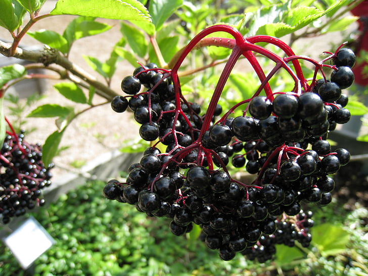 Berry, ovoce, závod, léto, černá, zelená, červená