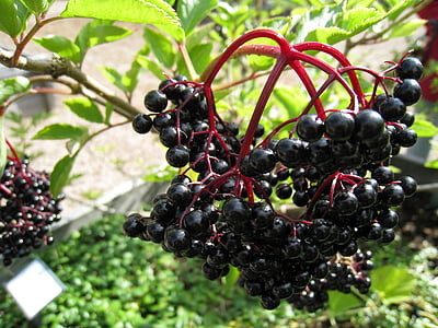 Berry, buah, tanaman, musim panas, hitam, hijau, merah