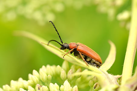 Käfer, Insekt, Makro, in der Nähe, Hals-Halterung, Natur, Garten