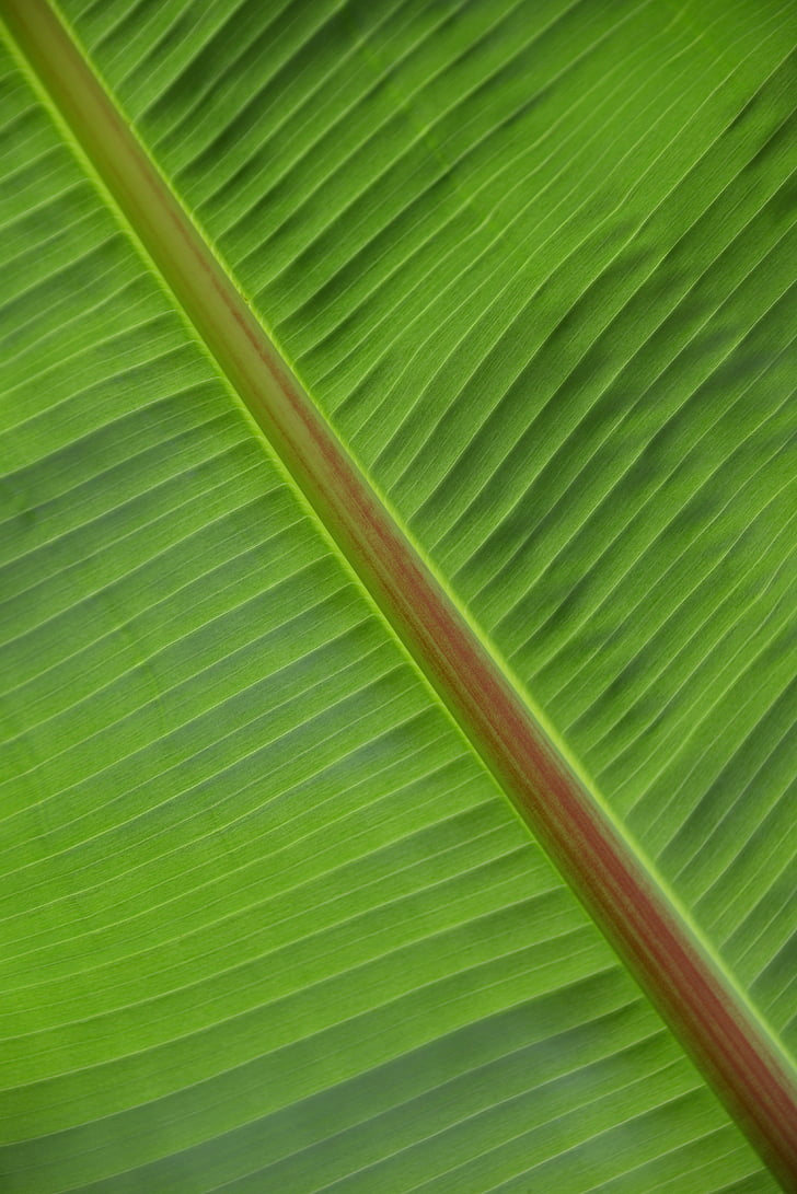 blad, structuur, plant, groen, Palm, palmtak, licht groen