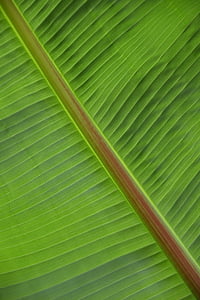 leaf, structure, plant, green, palm, palm leaf, light green