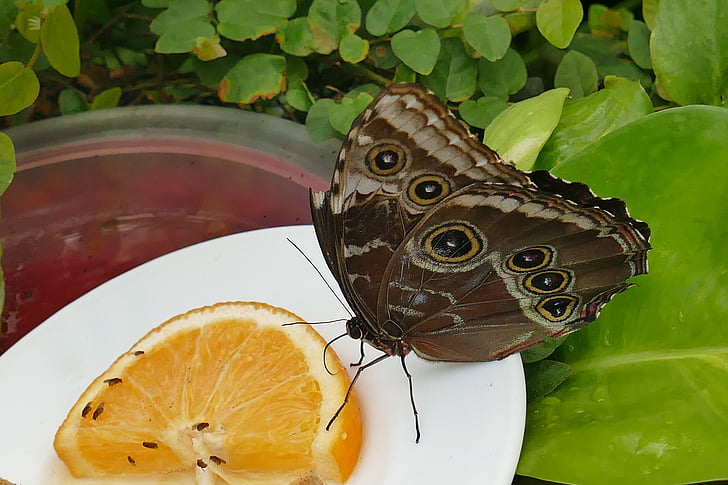 나비, 올빼미 나비, 닫기, 곤충, 플레이트, 오렌지 슬라이스, 자연