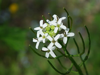 Travní květ, makro, Flora, bílá, divoké květiny