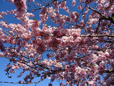 spring, pink, japanese flowering cherry, bloom, blue sky, flower blossoms, spring awakening
