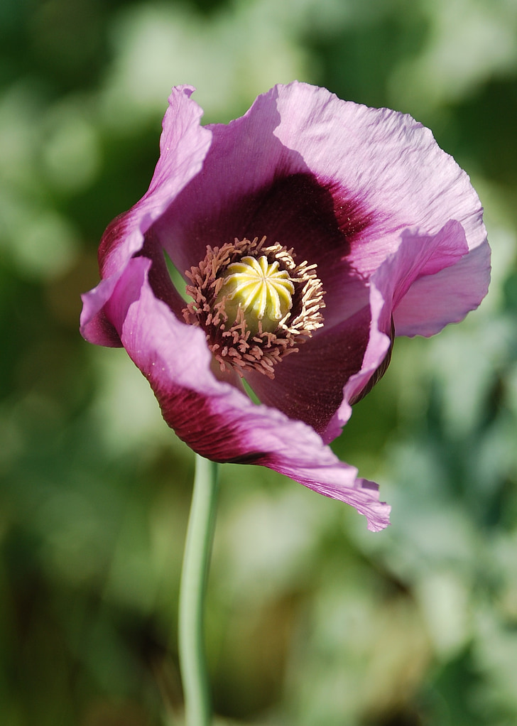 Valmue, Holtegaard, plante, natur, blomst, PETAL, sommer