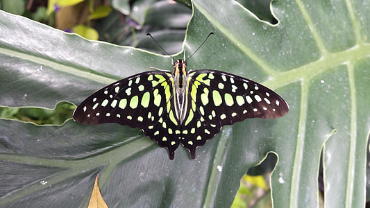 motýľ, bug, zviera, krídlo, voľne žijúcich živočíchov, Záhrada, Zelená