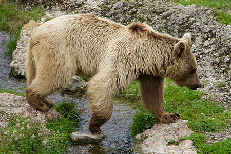 naturaleza, animales, oso pardo, oso de Siberia, oso de