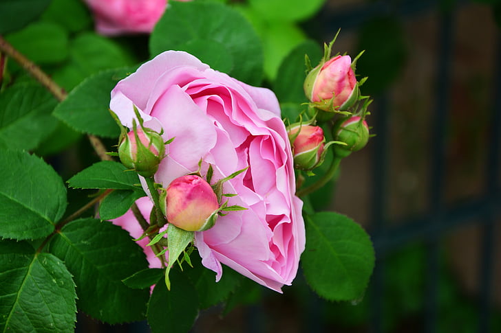 tõusis, roosa roos, roosa õitega, lilled, roosad roosid, roos õitseb, aias roosid