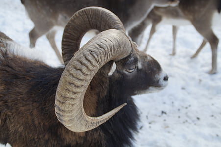 con cừu, Mouflon, mùa đông, tuyết, bộ lông mùa đông, wintry, lạnh