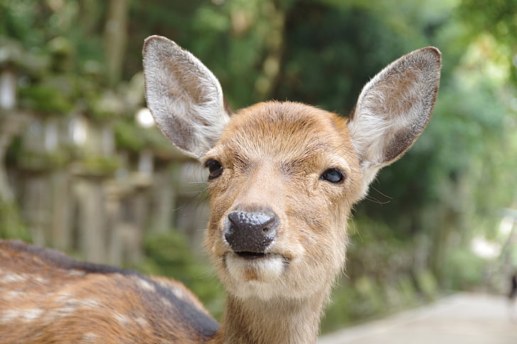 cerf, Nara, visage de cerfs