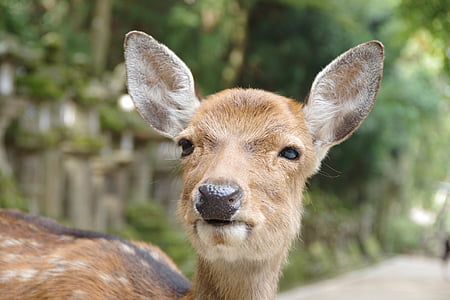 鹿, 奈良, 鹿的面孔