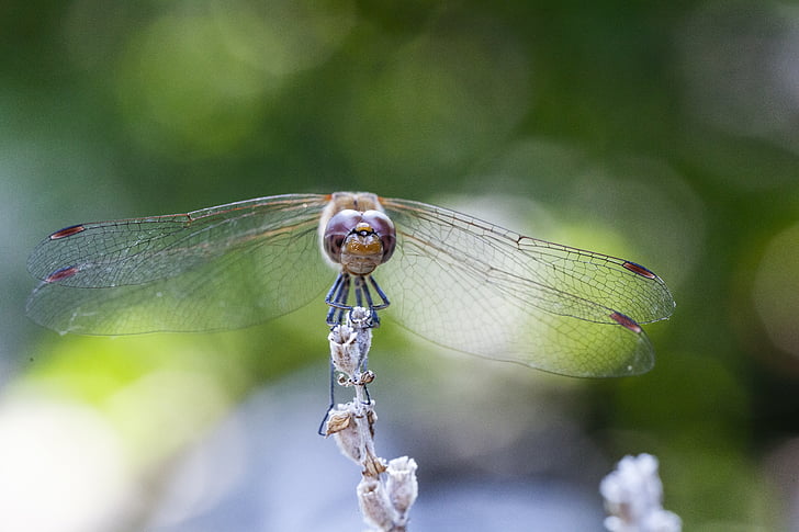 Dragonfly, onscherpe achtergrond, lavendel, insect, groen, vliegen, natuur
