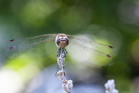 蜻蜓, 模糊的背景, 熏衣草, 昆虫, 绿色, 飞, 自然