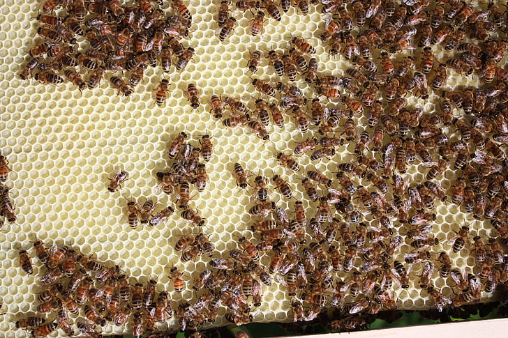 bina, biodling, honung, Bee, insekt, Beehive, bivax