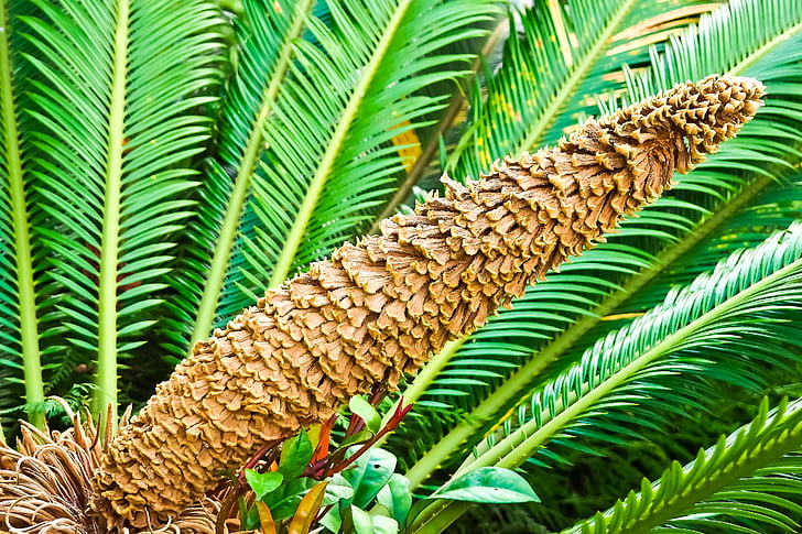Palm папрат, папрат, семена е, флора, ботаническа градина, жълто зелени, макрос