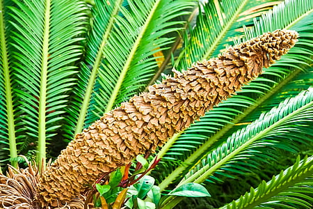 palm fern, fern, seeds was, flora, botanical garden, yellow green, macro