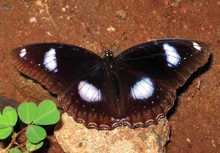 danaid eggfly, tropical butterfly, butterfly, insect, wing, wildlife, bug