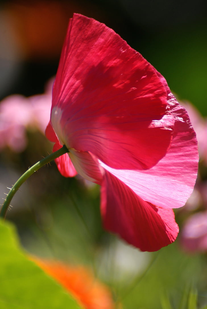 Poppy, bunga Padang rumput, musim panas, padang rumput, alam, bunga opium, bunga