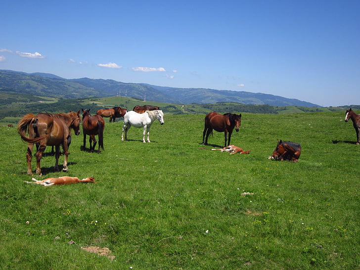 koně, pole, Hora, Rumunsko, Příroda, savec, hřebec