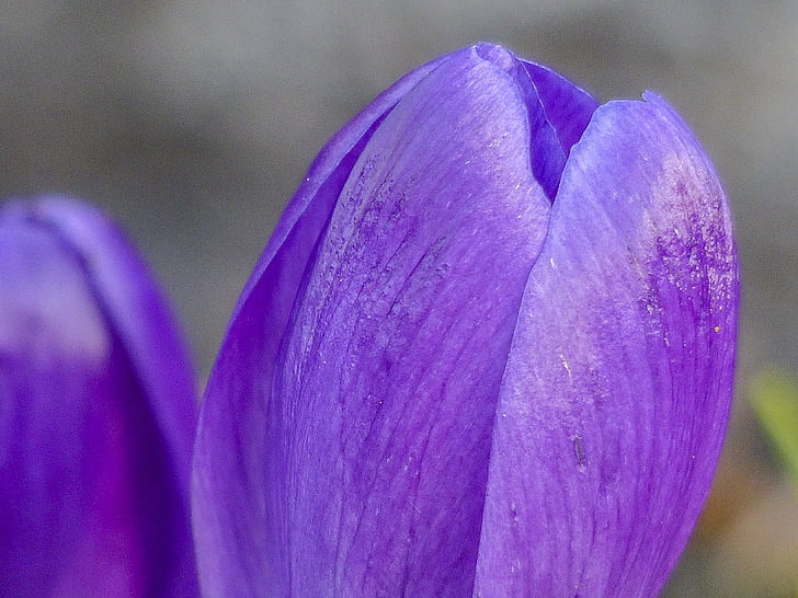 purple, crocus, blossom, flower, nature, spring, garden