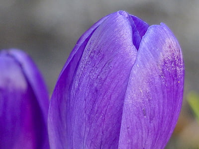 violetti, Crocus, Blossom, kukka, Luonto, kevään, Puutarha