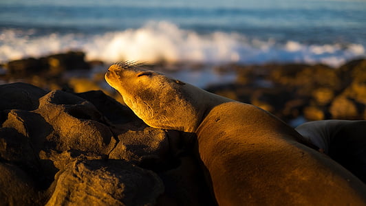 seal, wildlife, resting, sleeping, ocean, cute, rocks