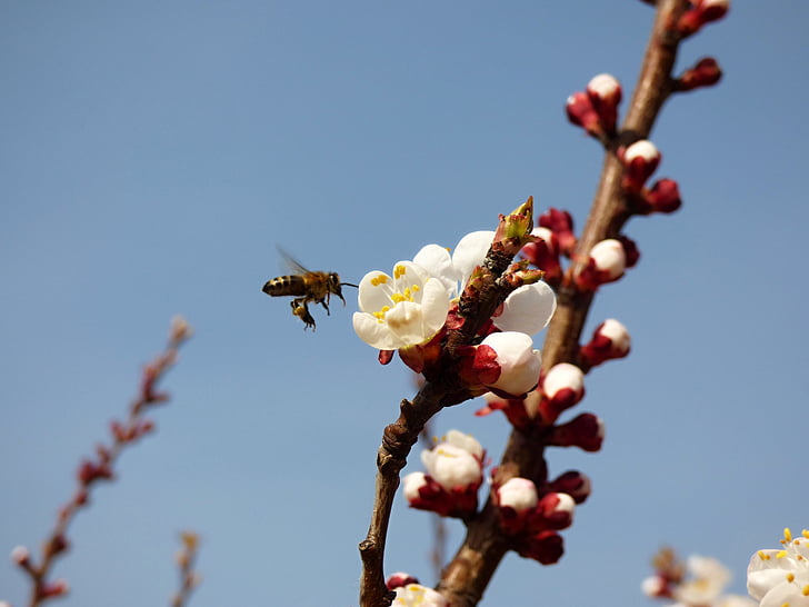 Bee, kvet, marhuľa