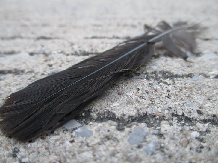 bird, feather, fly