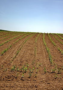 akkerbouwgewassen, veld, maïs, plant, jonge planten, groen, landschap