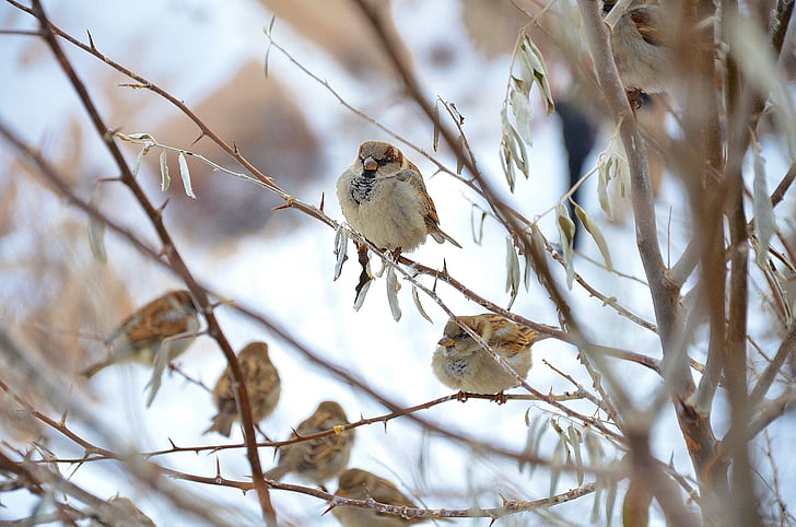 Sparrow, oiseau, animal, nature, moineaux, hiver, arbre