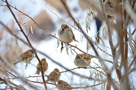 sparrow, bird, animal, nature, sparrows, winter, tree