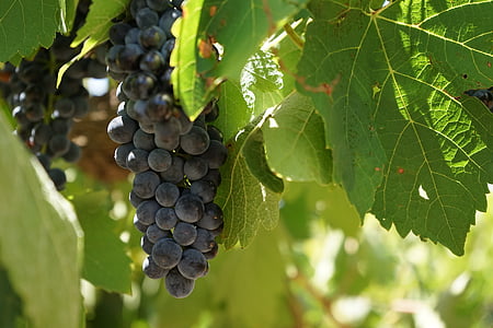 wine, grapes, vineyard, vine, fruit, leaf, food