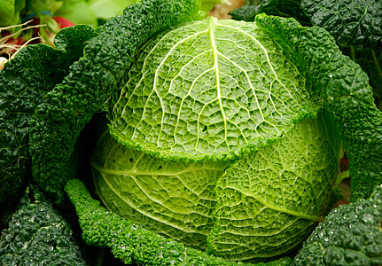 cabbage, vegetables, raindrops, green