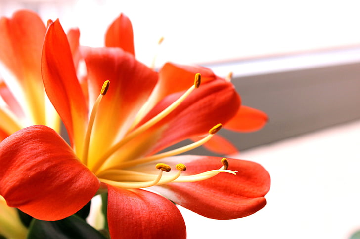 Clivia miniata, Blumen, Blütenblatt, Natur, Anlage, Blume, Blütenkopf