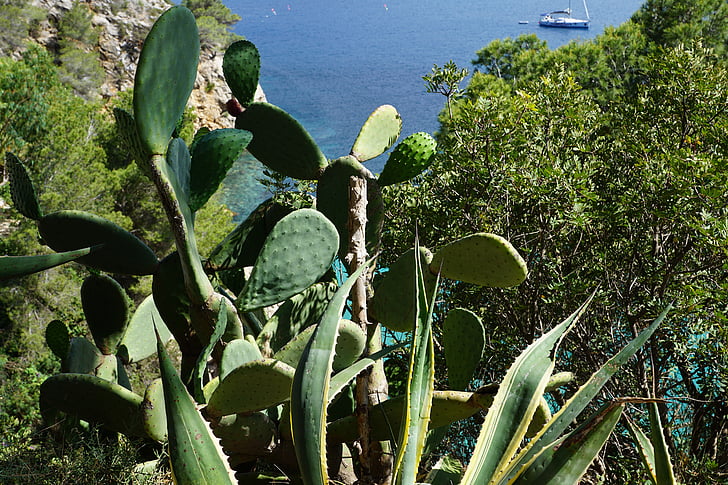 Cactus, Ibiza, bokade, båtar, havet, vatten
