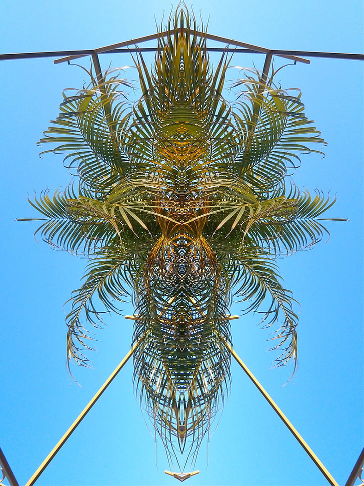 Palm, vzorec, izvleček, kontrast, eksotične, nebo, tropskih