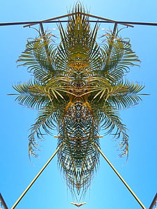 Palm, modelis, kopsavilkums, kontrasts, eksotiski, debesis, tropu