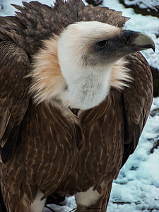 vulture, griffon vulture, bird of prey, zoo, bird, beak