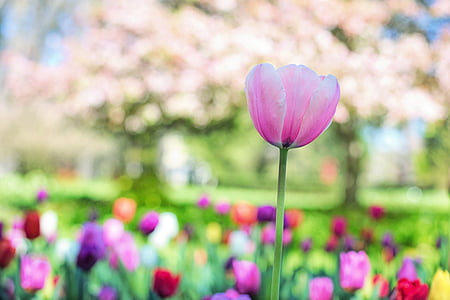 Tulip, merah muda, musim semi, bunga, bunga, alam, bunga